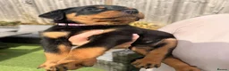 Rottweiler dogs for sale: Visionary Choice for a Loyal Rottweilers Companion in Halifax - Advert 4