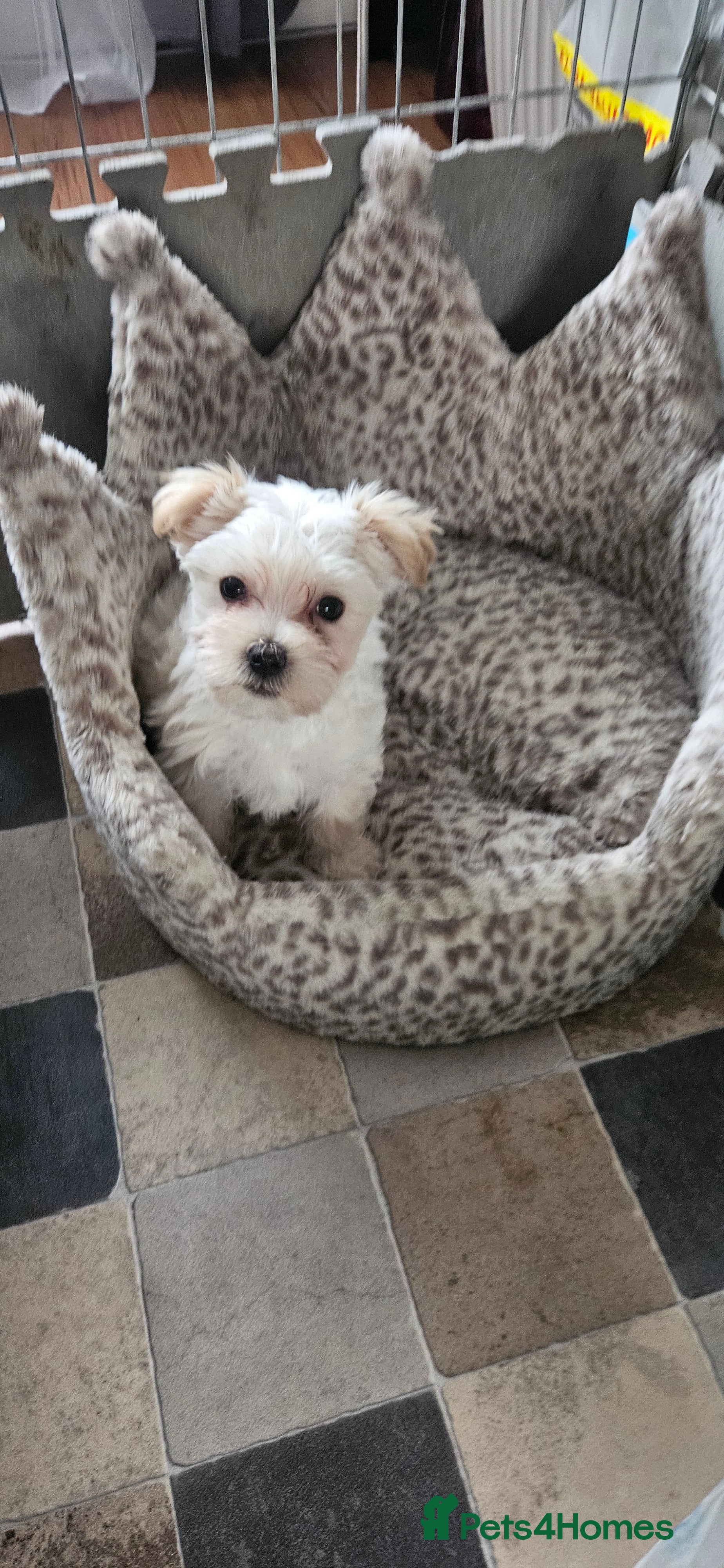 Morkie dogs READY TO GO !!!! ❤️ 1 BOY LEFT !!! - Advert 1