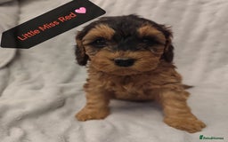 Cockapoo dogs for sale: 🐶Beautiful F1 Cockapoo Puppies🐾 - Image 2