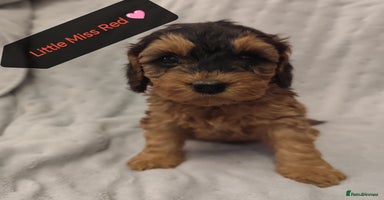 Cockapoo dogs - Advert 9
