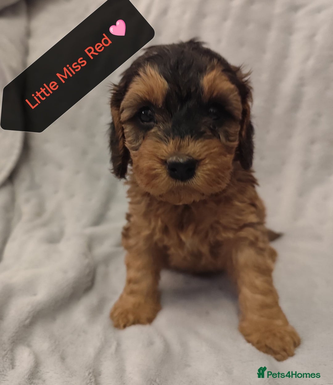 Cockapoo dogs for sale: 🐶Beautiful F1 Cockapoo Puppies🐾 - Image 2