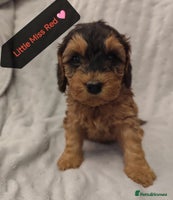 Cockapoo dogs - Advert 4