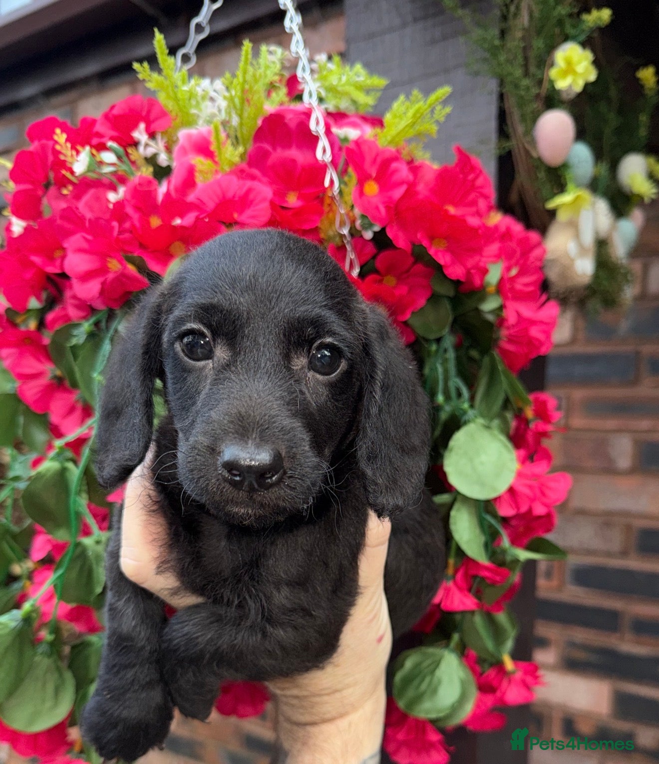Doxiepoo dogs 🧡💛Adorable Daxipoo Puppies 💜🩷 - Advert 10