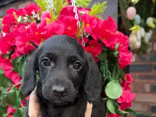 Doxiepoo dogs 🧡💛Adorable Daxipoo Puppies 💜🩷 - Advert 10