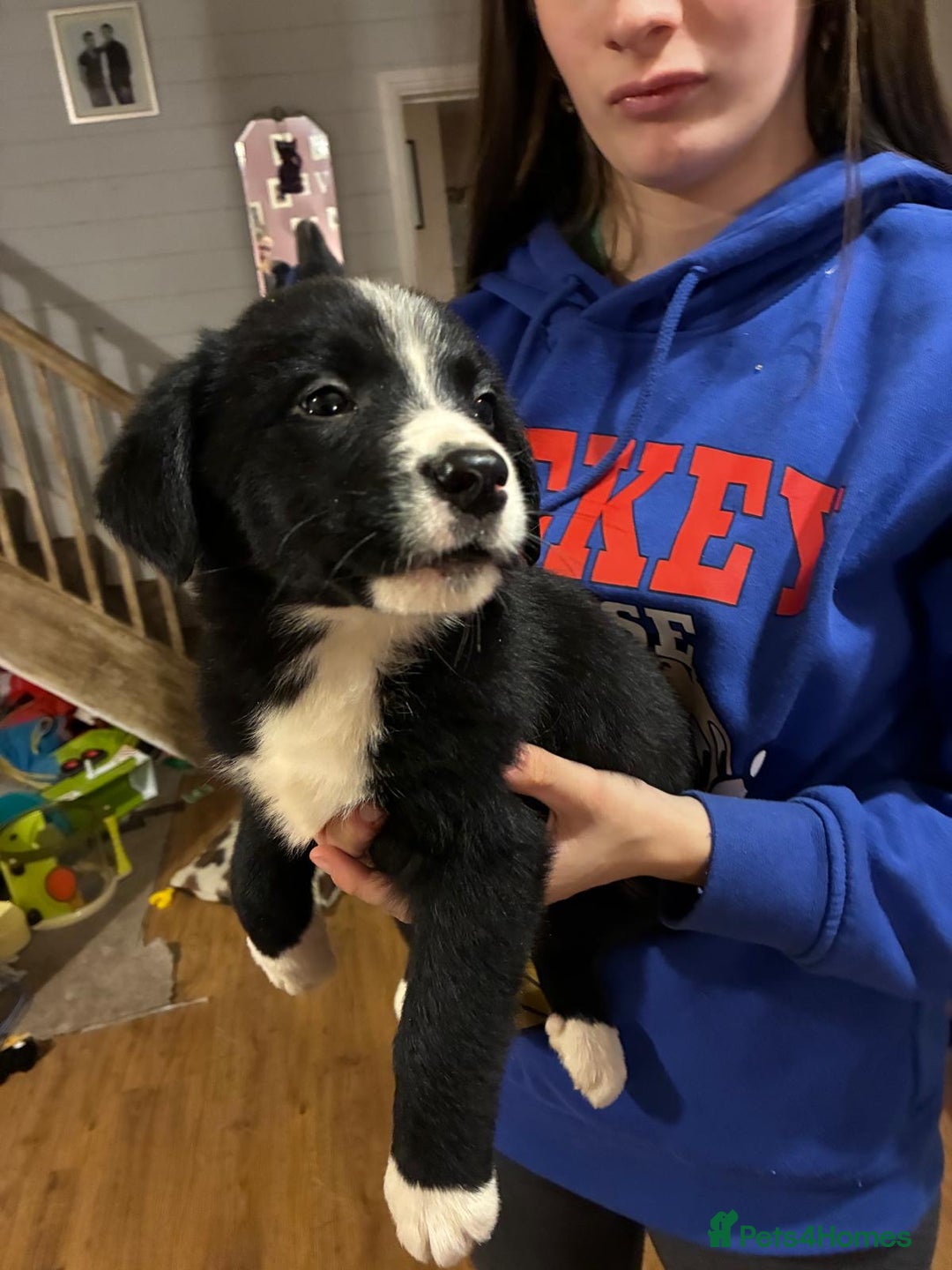 Mixed Breed dogs for sale: Bernese x border collie puppies in Rhayader - Advert 9