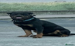 Rottweiler dogs for stud: Rottie male for stud in Ayr - Image 1