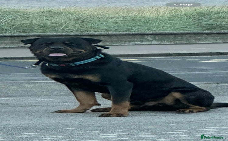 Rottweiler dogs in Ayr - Advert 14