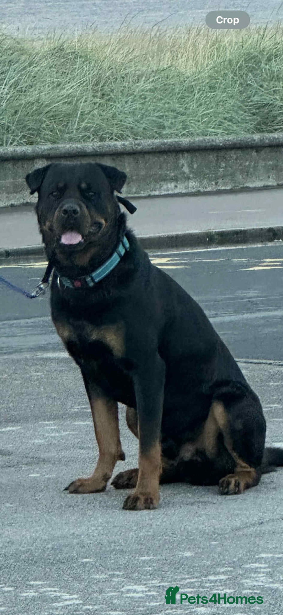 Rottweiler dogs for stud: Rottie male for stud in Ayr - Image 1