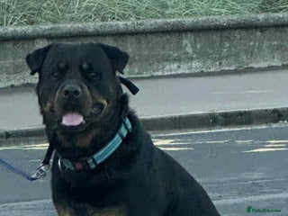 Rottweiler dogs in Ayr - Advert 4