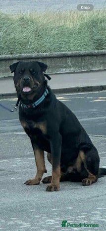 Rottweiler dogs in Ayr - Advert 1