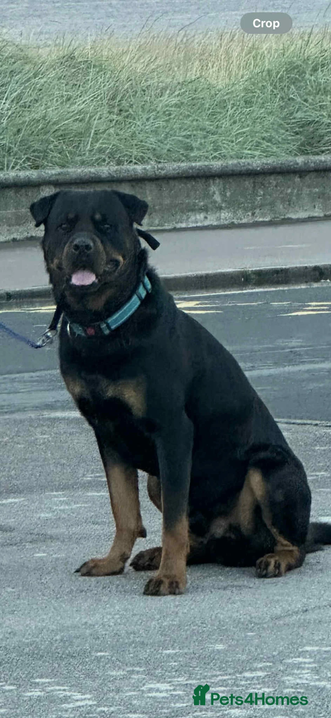 Rottweiler dogs for stud: Rottie male for stud in Ayr - Advert 3