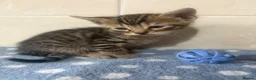 Bengal cats for sale: 🐾Stunning Bengal Kittens ready for Loving Homes🐾 - Advert 21