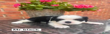 Cavalier King Charles Spaniel Puppy 2