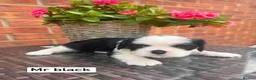 Cavalier King Charles Spaniel dogs for sale: KC REG LITTER OF 4 DNA CLEAR 🐶 🤩 PUPPIES  - Advert 11