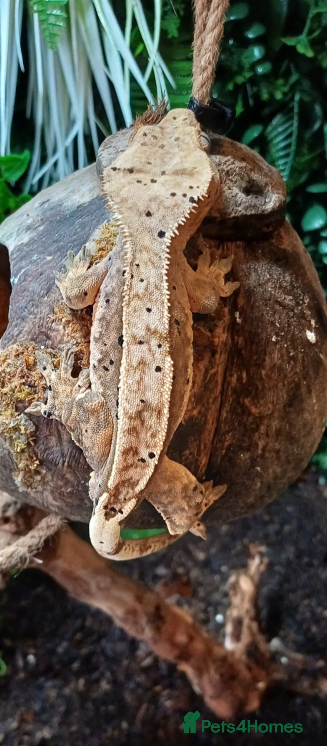 Gecko reptiles for sale: Breeding crested geckos and enclosure  - Image 2
