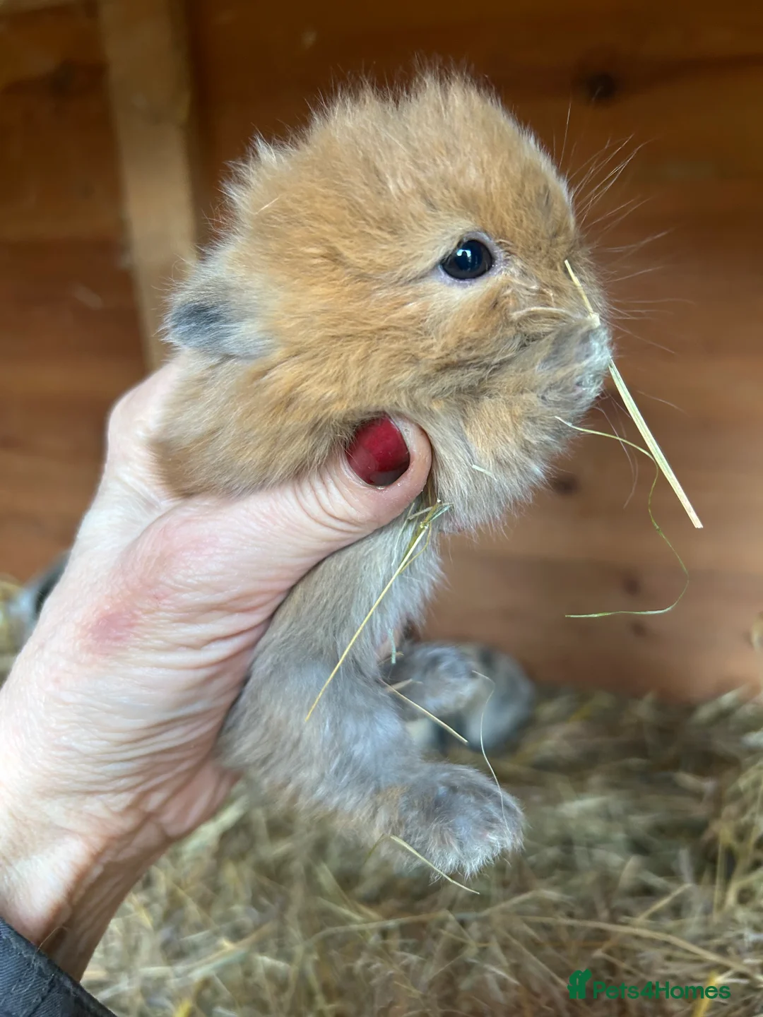 Mini Lop rabbits for sale: Beautiful baby mini lop bunnies ready March  - Advert 24