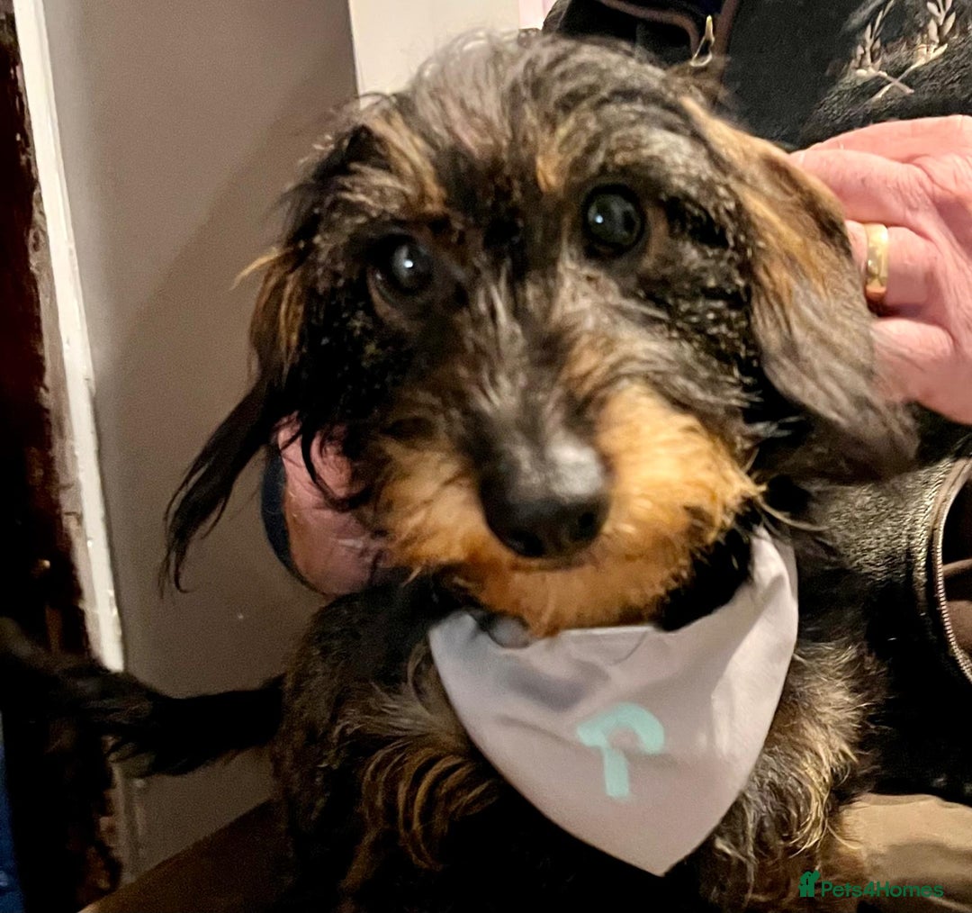 Miniature Dachshund dogs for sale: Pebbles Wirehair Miniature Dachshund  - Image 10