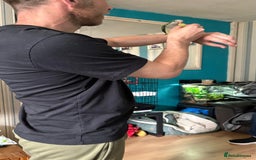 Parrots birds for sale: Male green Quaker parrot  - Image 9