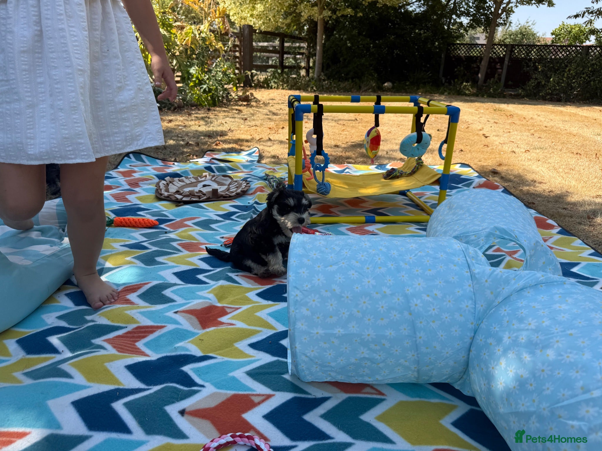 Miniature Schnauzer dogs 🐾 KC Registered Miniature Schnauzer Puppies 🐾 - Advert 14