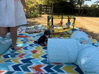 Miniature Schnauzer dogs 🐾 KC Registered Miniature Schnauzer Puppies 🐾 - Advert 14