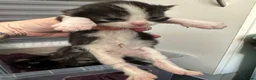 Mixed Breed cats for sale: Maine coon X in Fordingbridge - Advert 7