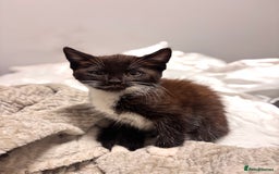 British Shorthair cats for sale: 2 MONTH OLD KITTEN FOR SALE - Image 2