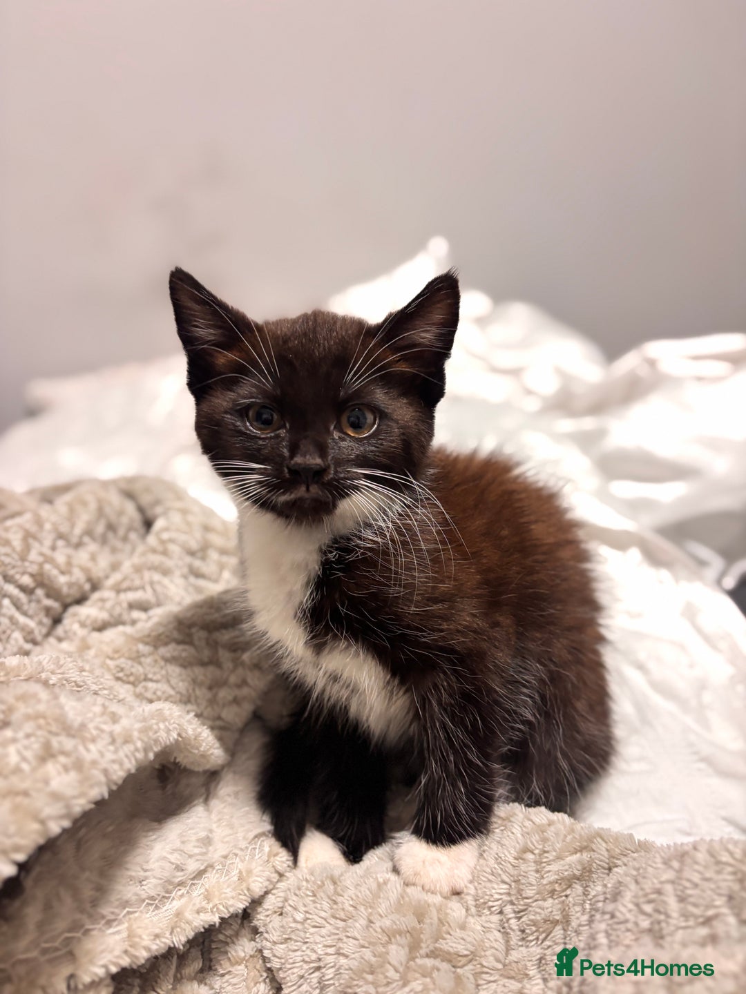 British Shorthair cats for sale: 2 MONTH OLD KITTEN FOR SALE - Image 2