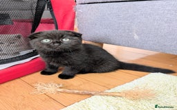Scottish Fold cats for sale: Beautiful kittens are looking for a new home🥰✨ - Image 9