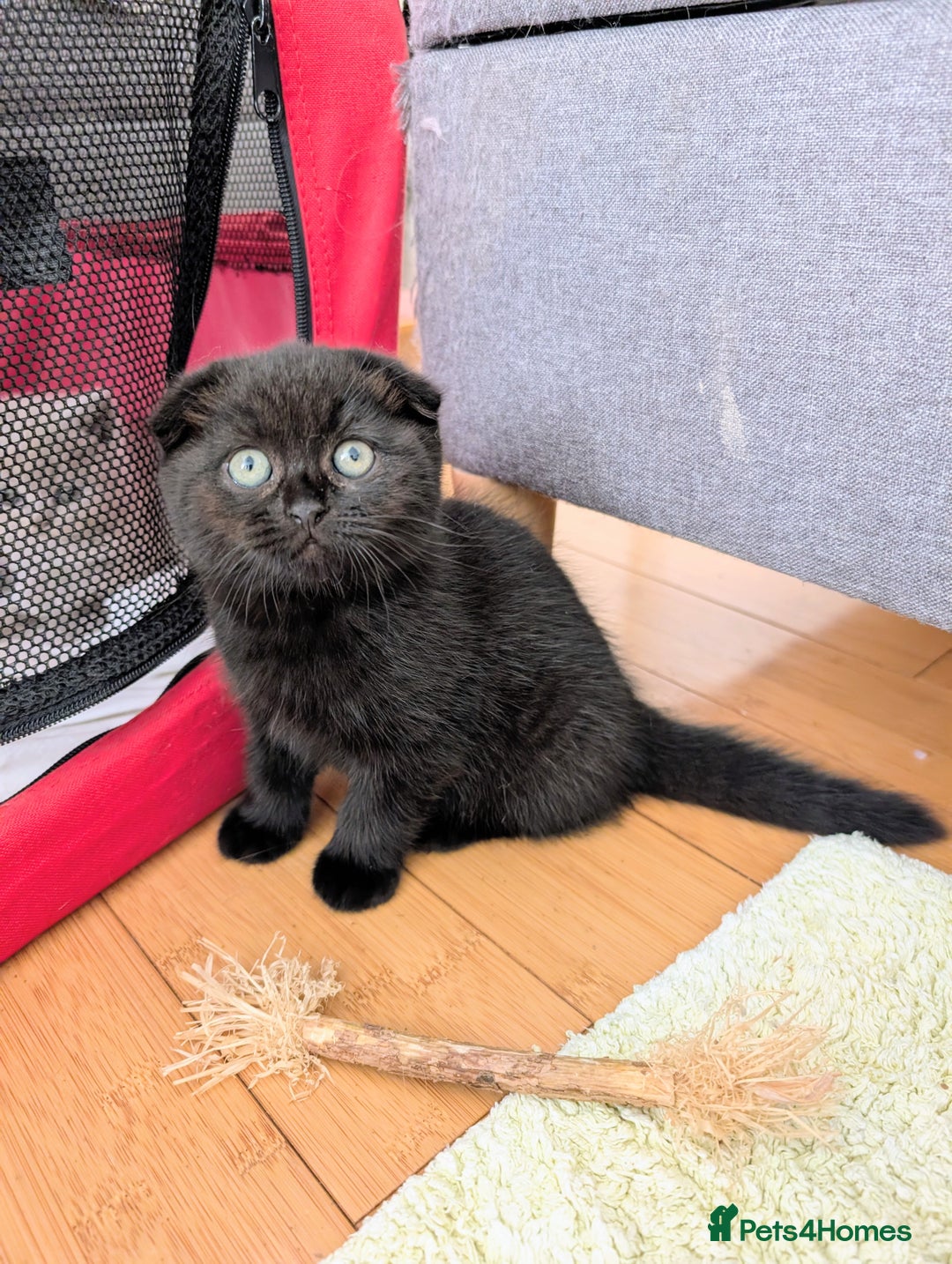 Scottish Fold cats for sale: Beautiful kittens are looking for a new home🥰✨ - Image 9