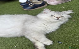 British Shorthair cats for sale: 🩵 3 British Long/Shorthair kittens! 🩵 - Image 17