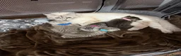 Mixed Breed cats for sale: Beautiful BSH × Siberian Kittens🤍 in Oldham - Advert 5