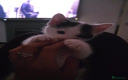 Mixed Breed cats for sale: 2 gorgeous male kittens  - Image 3