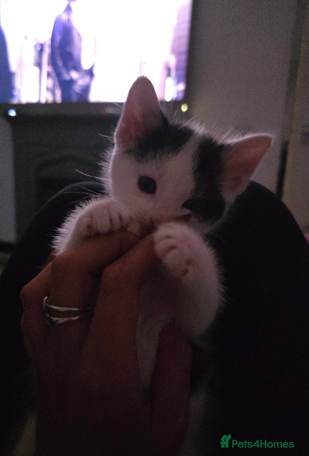 Mixed Breed cats for sale: 2 gorgeous male kittens  - Image 3
