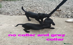 Mixed Breed dogs for sale: Bruxellois griffon x frenchie puppies  - Image 7