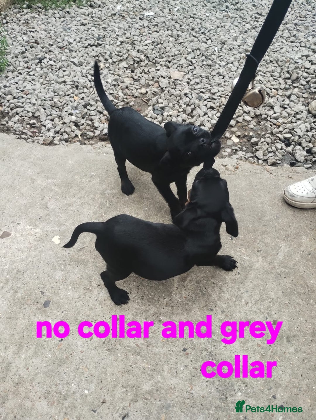 Mixed Breed dogs for sale: Bruxellois griffon x frenchie puppies  - Image 7