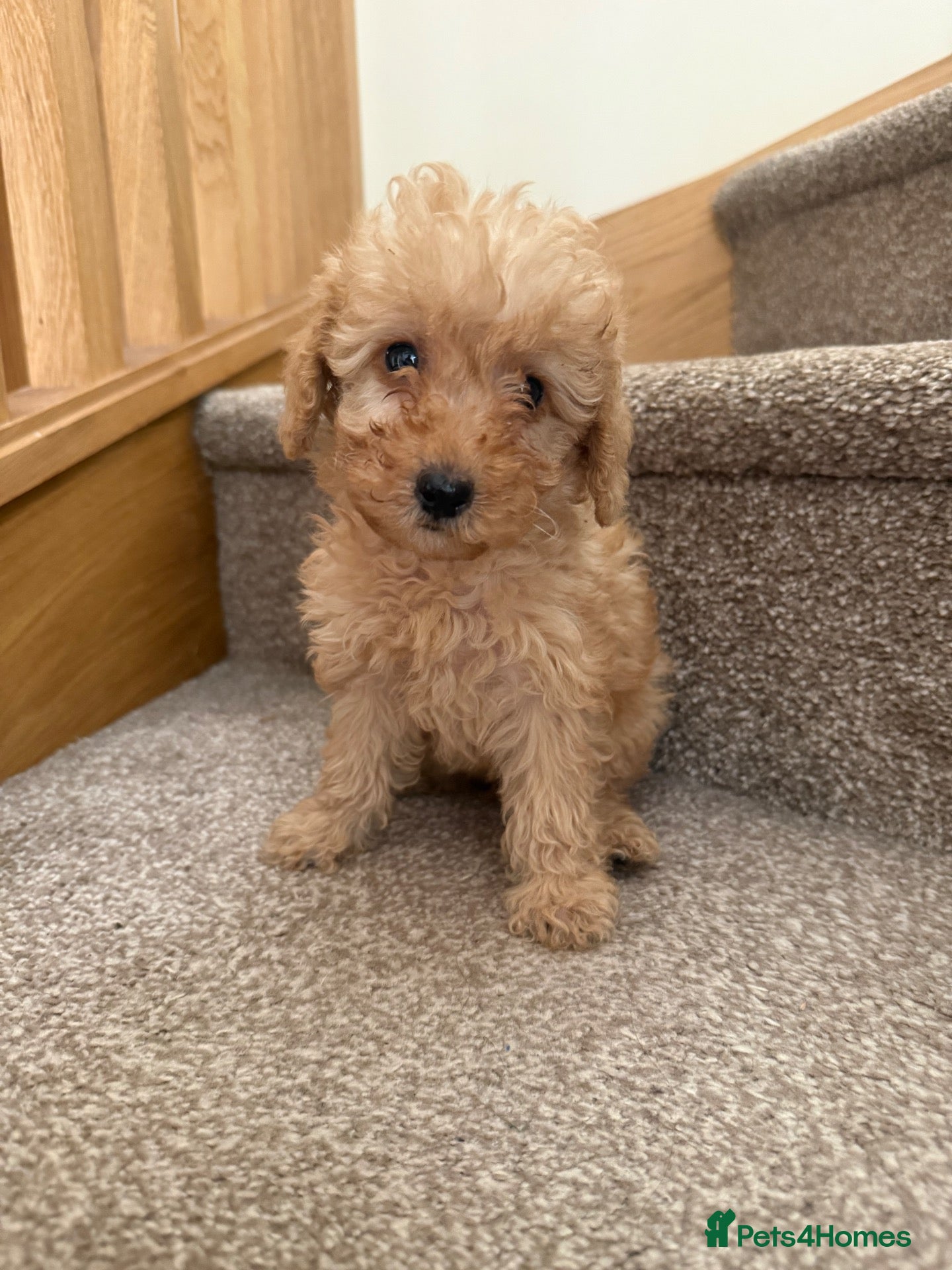 Labradoodle dogs Beautiful small / miniature labradoodles  - Advert 1