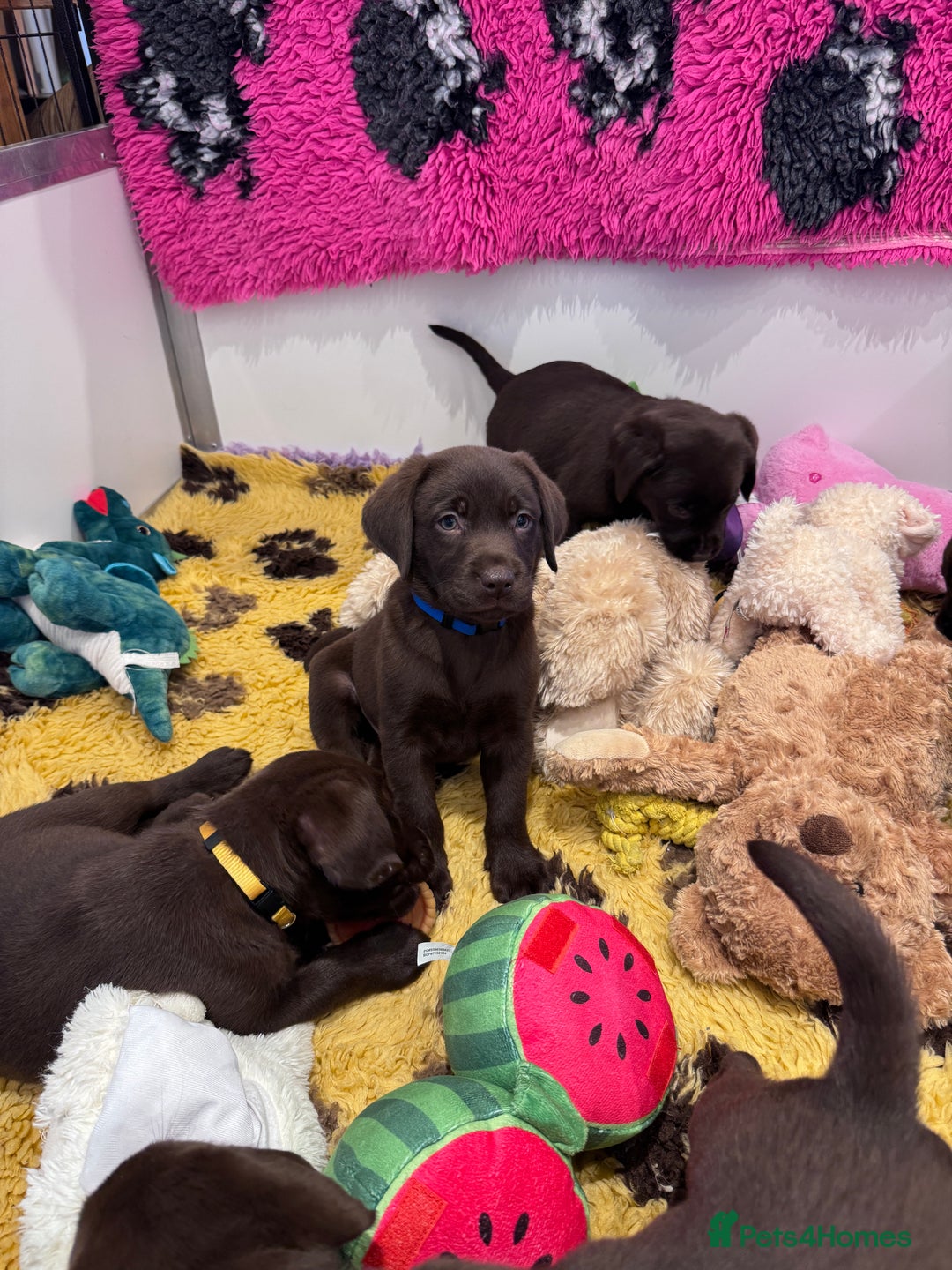 Labrador Retriever dogs for sale: Outstanding Quailty Chocolate Labrador Puppies - Advert 17