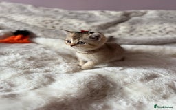 British Shorthair cats for sale: Quality British Shorthair kittens  - Image 8