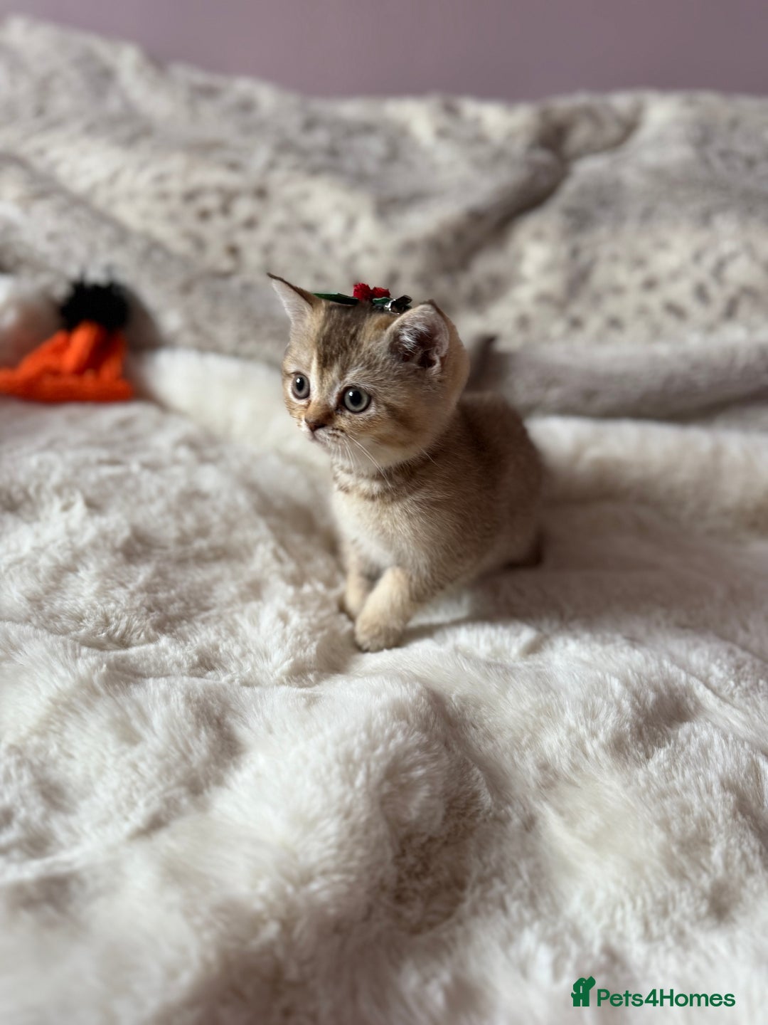British Shorthair cats for sale: Quality British Shorthair kittens  - Image 8