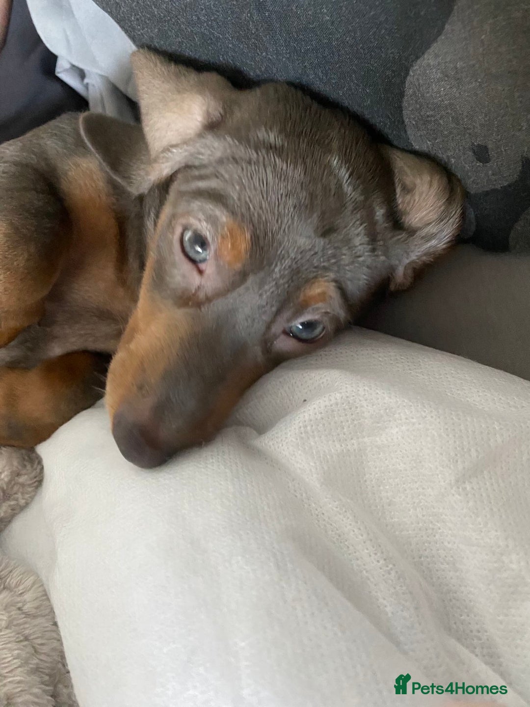 Miniature Dachshund dogs for sale: Female Miniature Dachshund  - Advert 7