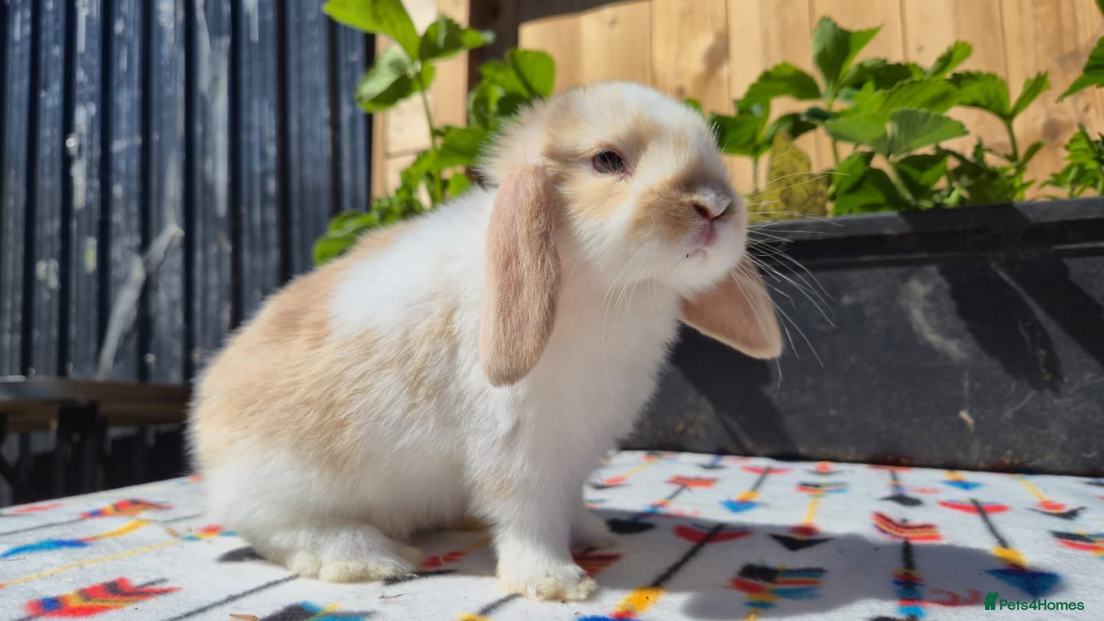 Mini Lop rabbits Mini Lop Bunnies Ready This Friday 01/04/26 - Advert 4