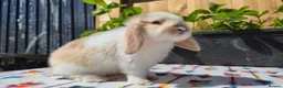 Mini Lop rabbits for sale: Mini Lop Bunnies Ready This Friday 01/04/26 - Advert 1