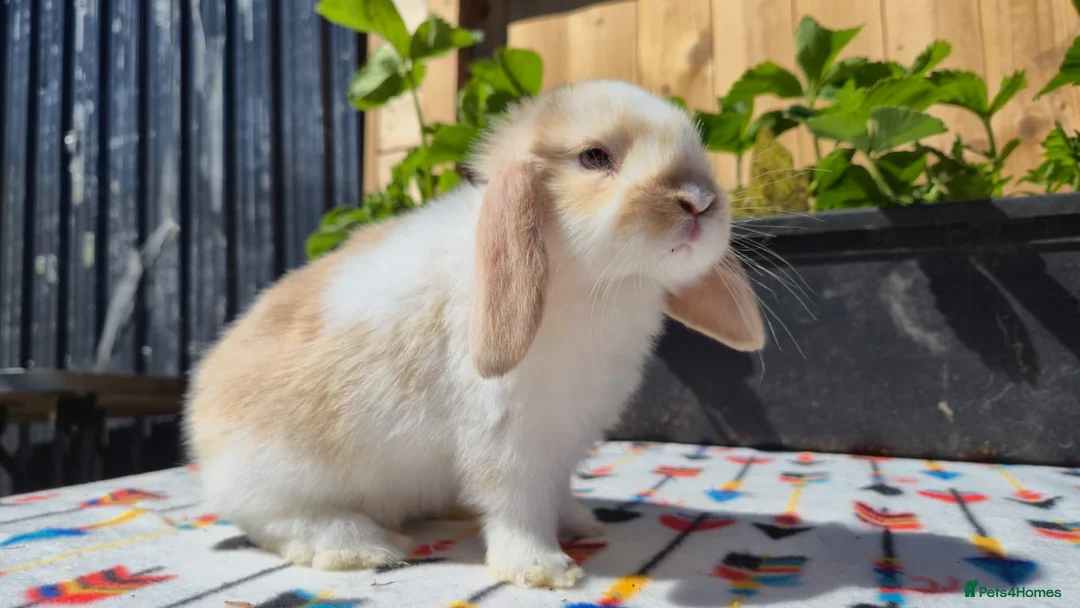 Mini Lop rabbits for sale: Mini Lop Bunnies Ready This Friday 01/04/26 - Advert 1