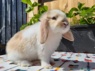 Mini Lop rabbits Mini Lop Bunnies Ready This Friday 01/04/26 - Advert 4