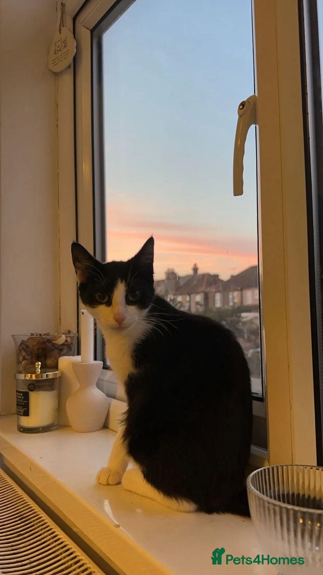 Mixed Breed cats for sale: Mix breed 7month old kitty .  - Advert 1