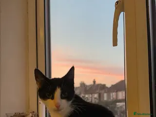 Mixed Breed cats Mix breed 7month old kitty . - Advert 1