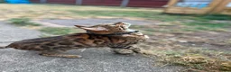 Bengal cats for sale: Bengal female  - Advert 4