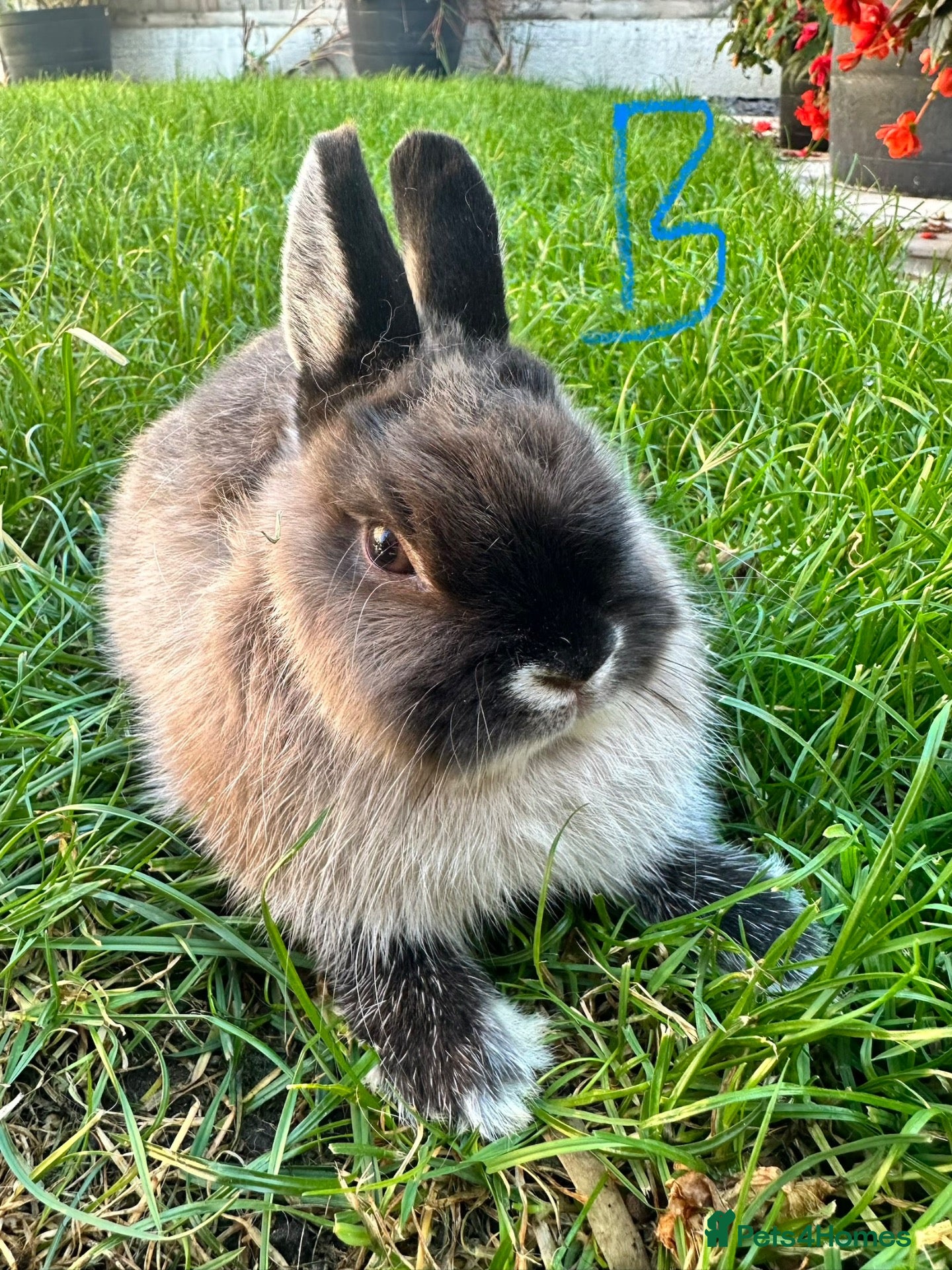 Netherland Dwarf rabbits Netherland Dwarf rabbits for sale  - Advert 1