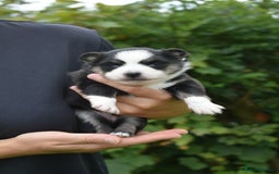 Pomsky dogs for sale: Merle Genuine Toy Size  Pomsky Puppies - Image 24