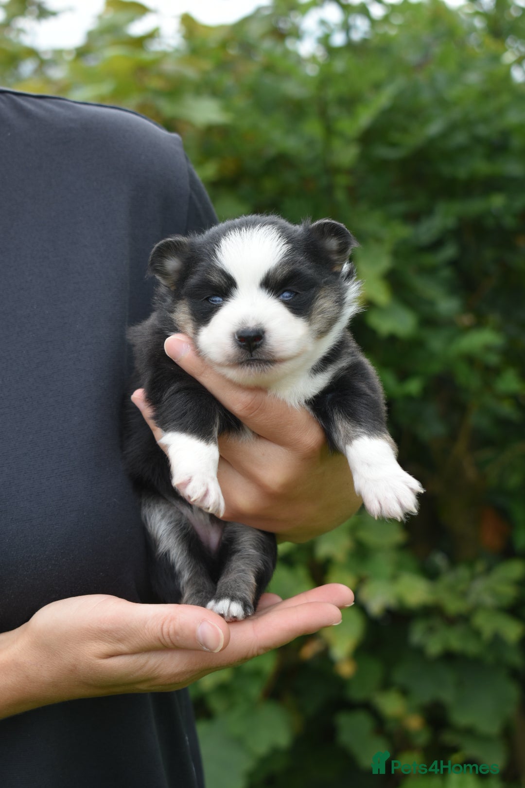 Pomsky dogs for sale: Merle Genuine Toy Size  Pomsky Puppies - Image 24